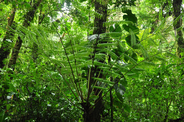 Forêt des nuages (Monteverde)