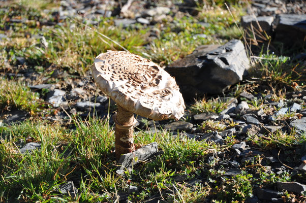 Lépiote élevée (Pyrénées, octobre 2012)