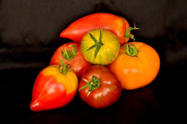 Tomates anciennes