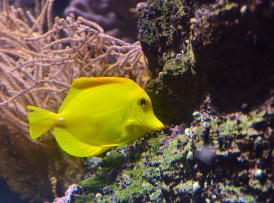 Chirurgien jaune