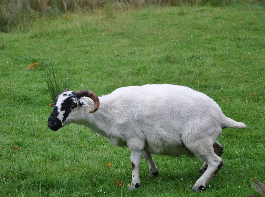 Mouton (Gap of Dunloe, comté de Kerry, Irlande)  Juillet 2011