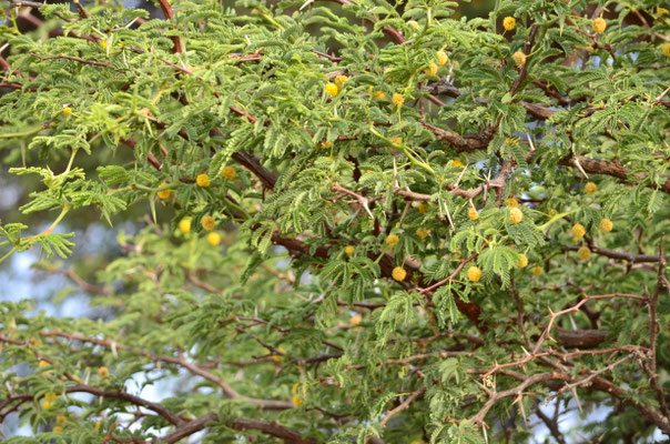 Acacia (désert du Kalahari, Namibie)