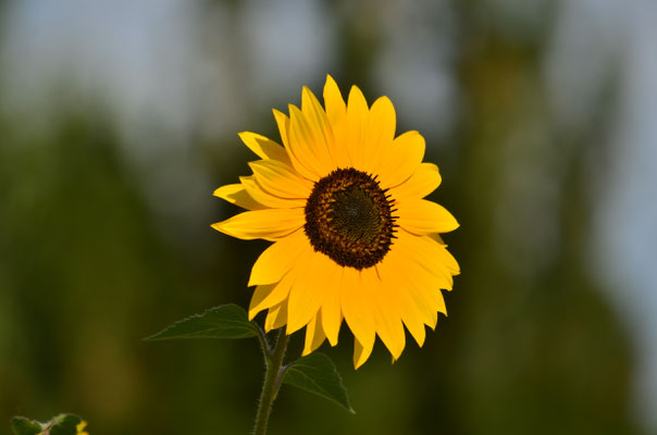 Tournesol (Alsace, France)
