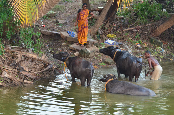 Toilette des buffles (Darasuram)