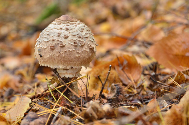 Lépiote élevée (Alsace, octobre 2020)
