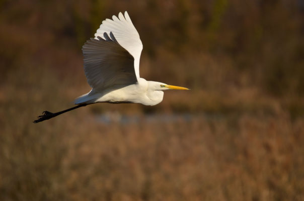 Grande aigrette, Alsace, France