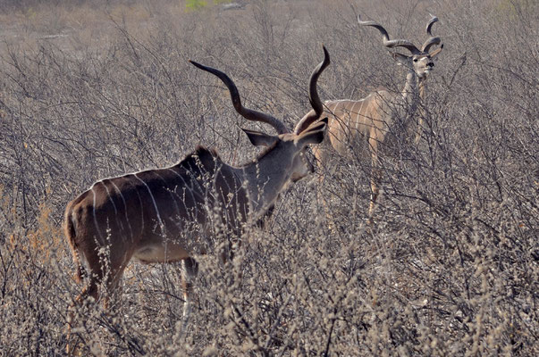 Koudous (Parc national d'Etosha, Namibie)  Octobre 2016