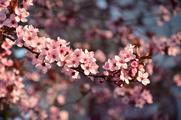 Prunus
