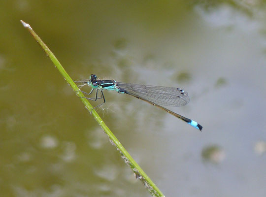 Agrion élégant mâle (Petite Camargue alsacienne, Haut-Rhin)  Mai 2010