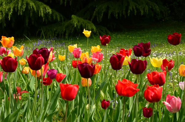 Tulipes de toutes les couleurs