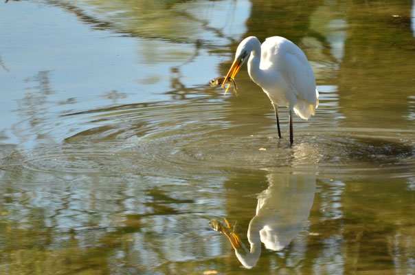 Grande aigrette (Petite Camargue alsacienne)