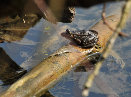 Grenouille des champs (Petite Camargue alsacienne, Haut-Rhin)  Mars 2012