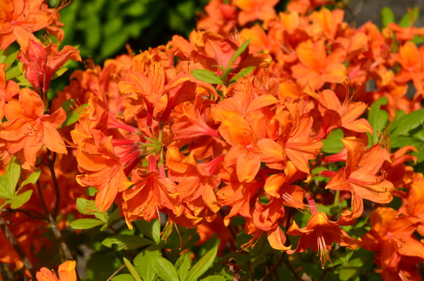Rhododendrons