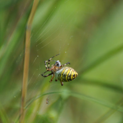 Argiope frelon (Alsace)