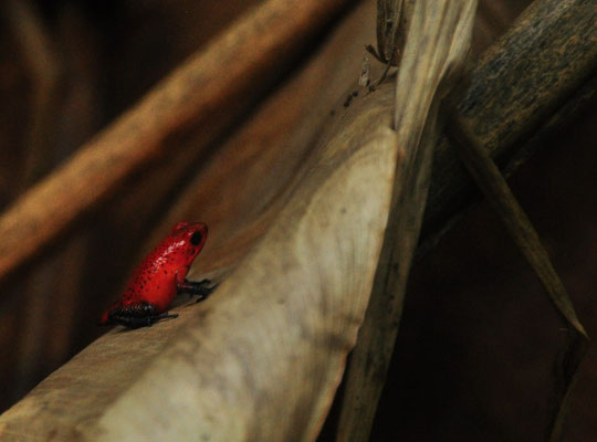 Dendrobate fraise (Tortuguero, Costa Rica)  Juillet 2014