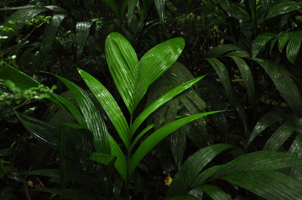 Cœur de la forêt tropicale