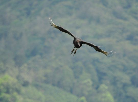 Urubu noir (vallée d'Orosi, Costa Rica)  Juillet 2014