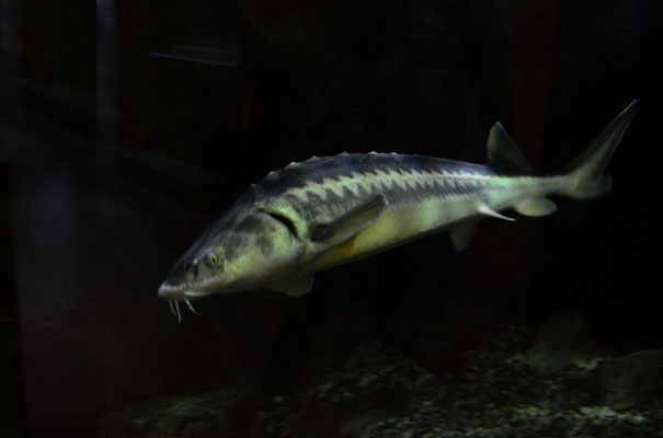 Esturgeon (Aquarium de Besançon)