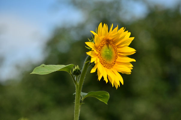Tournesol