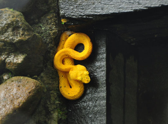 Vipère de Schlegel (parc national du volcan Arenal, Costa Rica)  Juillet 2014