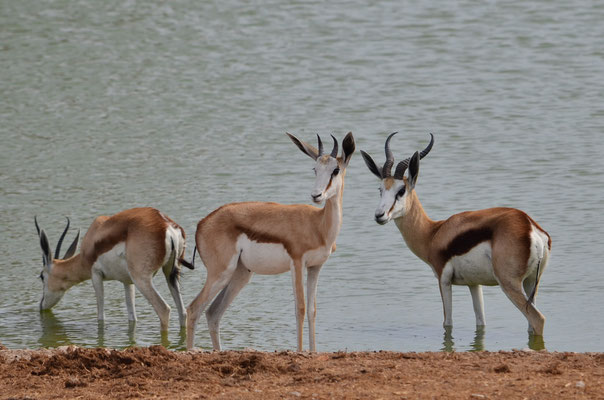 Springboks (Parc national d'Etosha, Namibie)  Octobre 2016