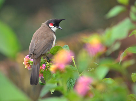 Bulbul orphée (Kodaikanal, Tamil Nadu, Inde)  Novembre 2019)