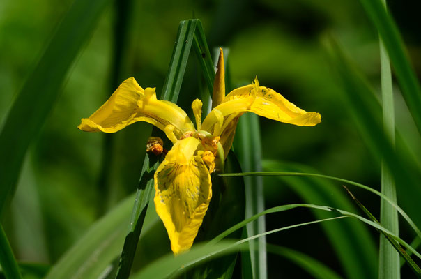 Iris des marais (Petite Camargue alsacienne, Haut-Rhin)  Mai 2016