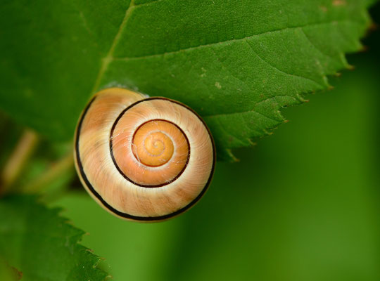 Escargot des jardins (Petite Camargue alsacienne, Haut-Rhin)  Juin 2015