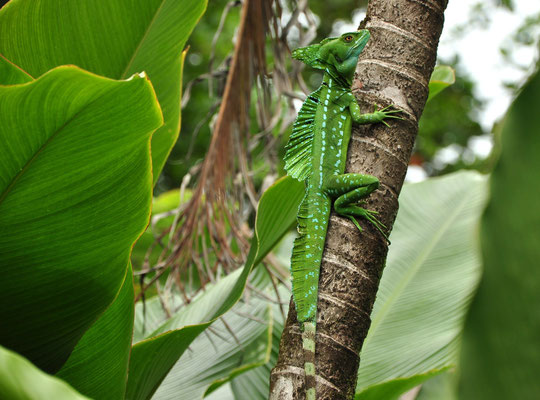 Basilic vert mâle (Tortuguero, Costa Rica)  Juillet 2014