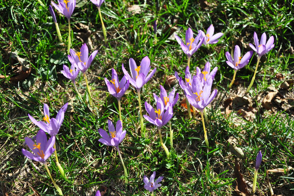 Colchiques (Génos, Pyrénées)