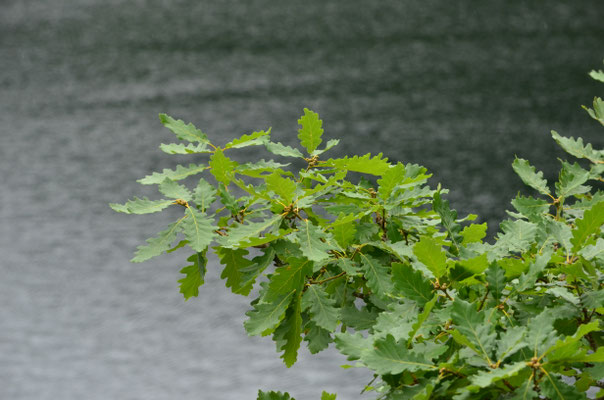 Chêne (Lac de Kruth-Wildenstein, Alsace)