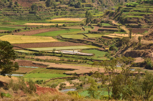 Paysage de rizières près de Betafo