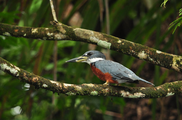 Martin-pêcheur à ventre roux (Tortuguero, Costa Rica)