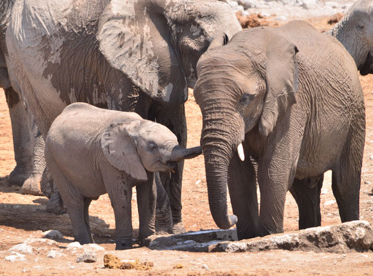 Eléphanteau et sa mère (Parc national d'Etosha, Namibie)  Octobre 2016