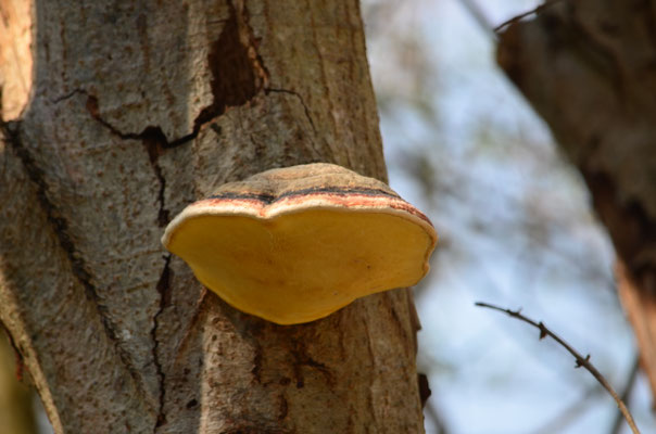 Polypore marginé (Alsace, mars 2026)