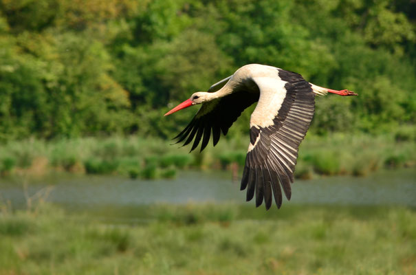 Cigogne blanche (Alsace, France)
