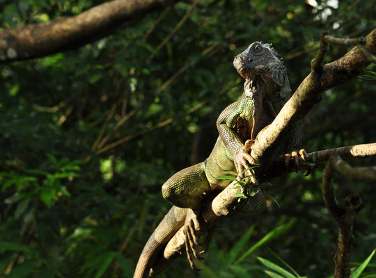 Iguane vert (Muelle, province d'Alajuela, Costa Rica)  Juillet 2014