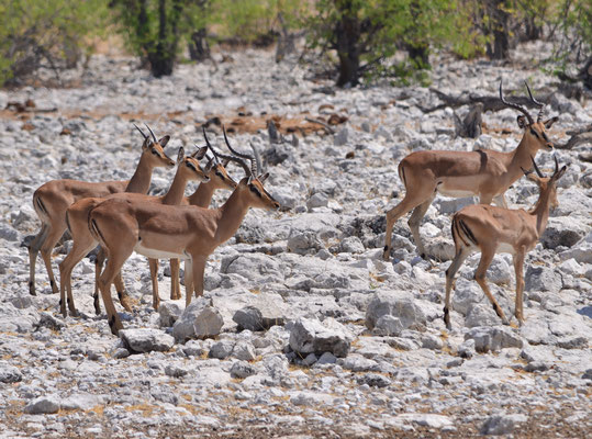 Impalas (Parc national d'Etosha, Namibie)  Octobre 2016