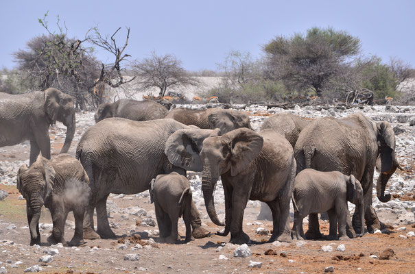 Troupeau d'éléphants (Parc national d'Etosha, Namibie)