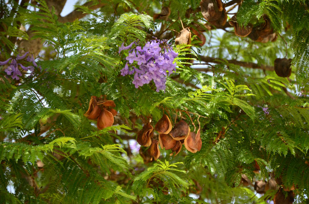 Jacaranda à Lagos