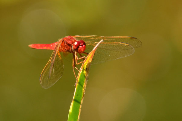 Libellule écarlate (Petite Camargue alsacienne, Haut-Rhin)  Juin 2017