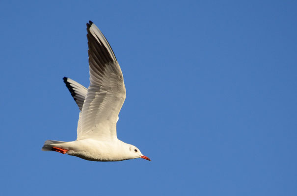 Mouette rieuse