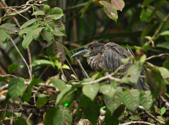 Bihoreau violacé juvénile (Parc national de Tortugueiro, Costa Rica)  Juillet 2014