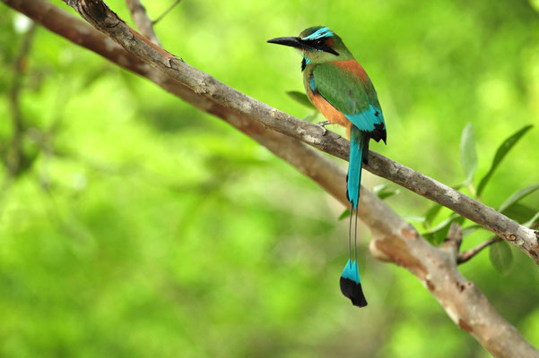 Motmot à sourcils bleus (Costa Rica)