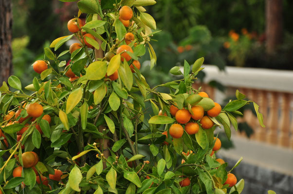 Kumquats (Vietnam, mars 2013)