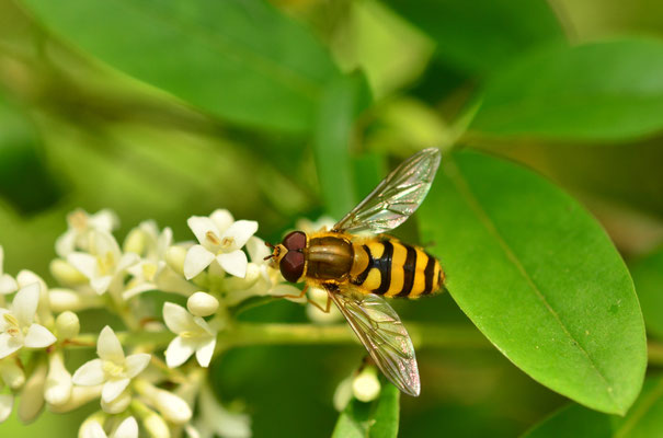 Syrphe du groseiller