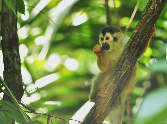 Singe-écureuil à dos rouge (Parc national Manuel Antonio, Costa Rica)  Juillet 2014