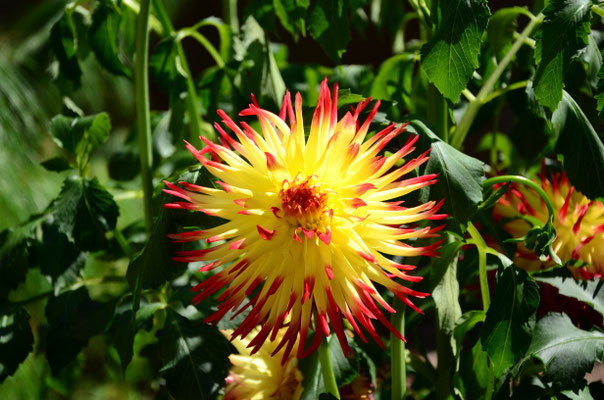 Dahlia (Jardin du Dahlia, Sélestat, Bas-Rhin)  Août 2015