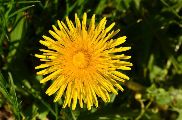 Fleur de pissenlit