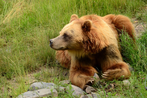 Ours brun (Lorraine, France)